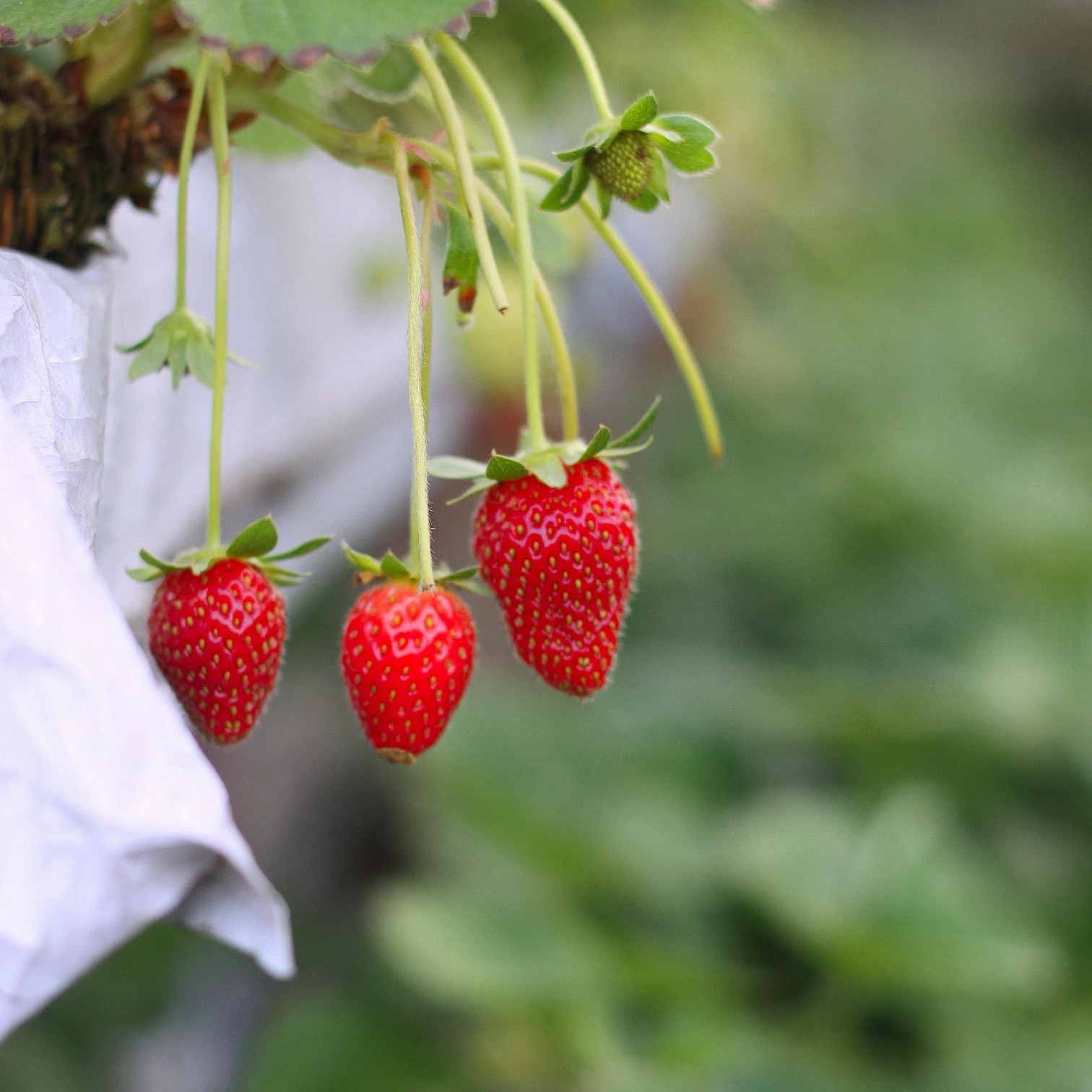 Strawberry(Fragaria ananassa) Live Plant for Home and Office Garden | Strawberry Fruit Plant |